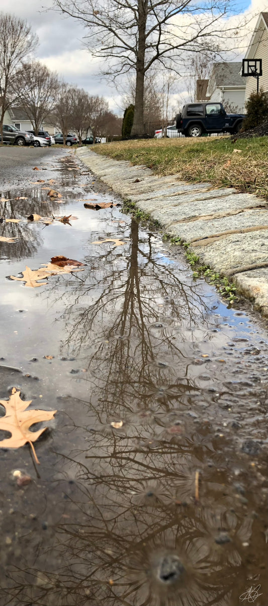 Reflection of a Tree on a Rainy Day