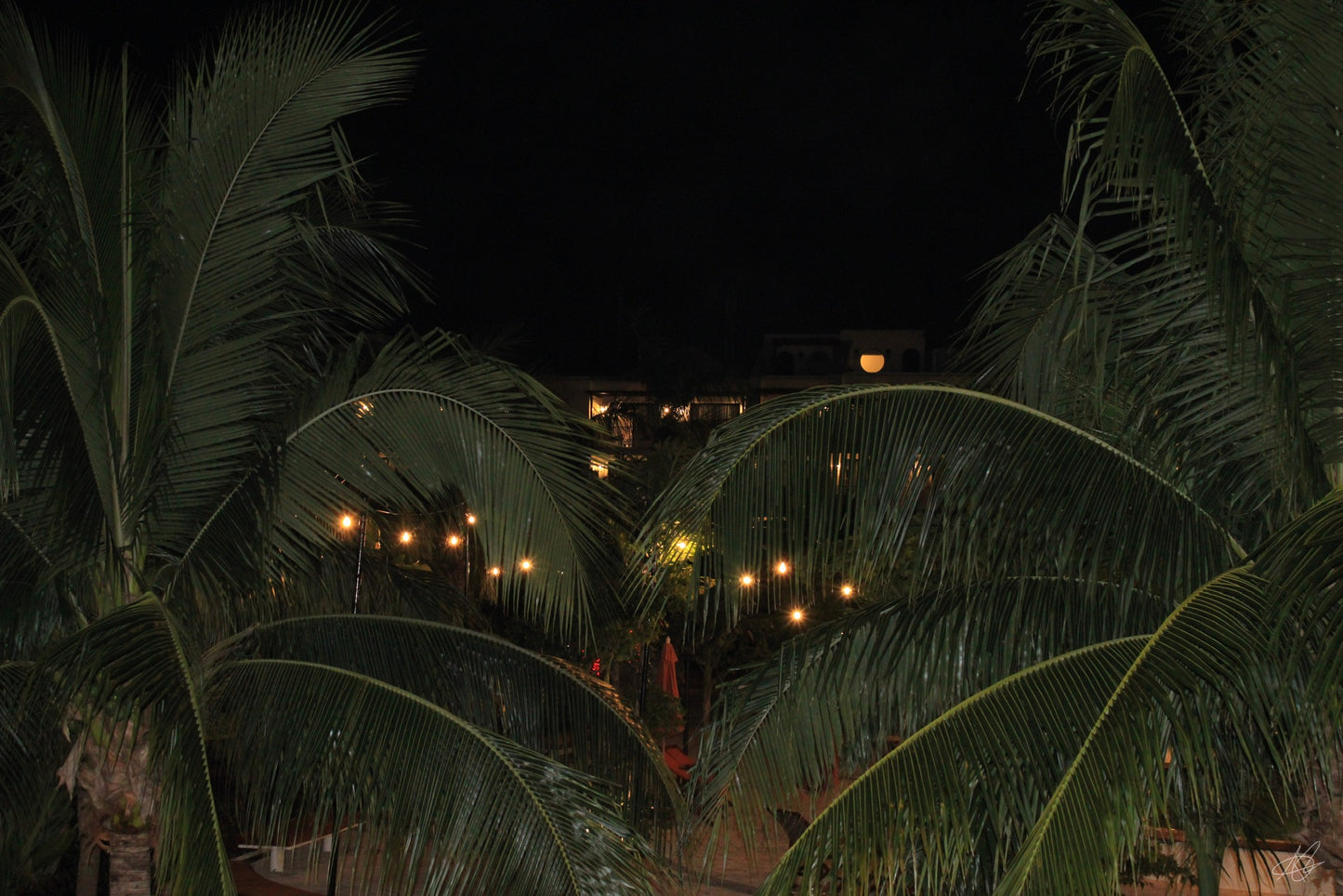 Nighttime with the Palm Trees