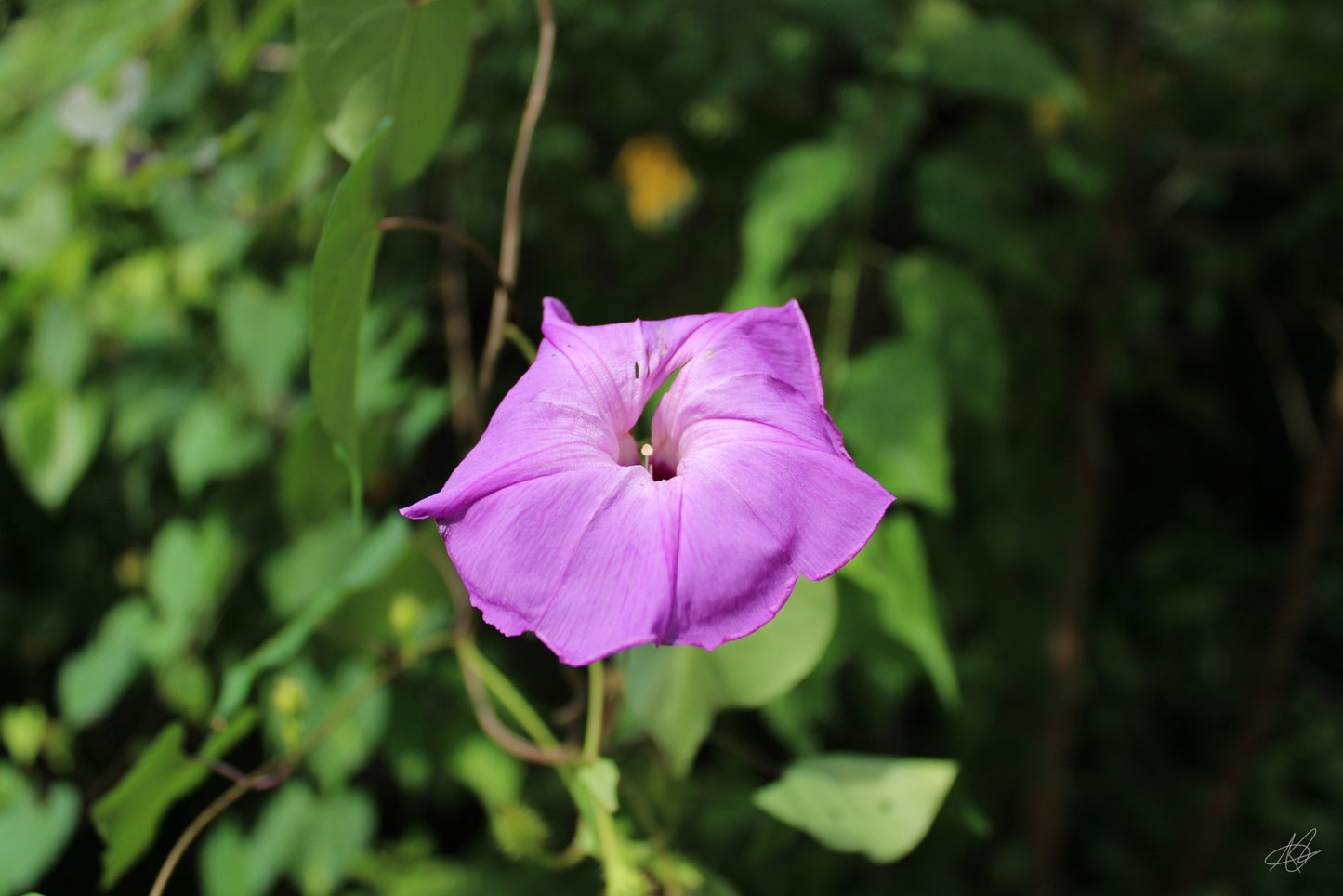 Up-Close Purple Flower