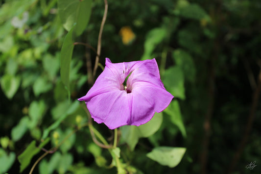 Up-Close Purple Flower