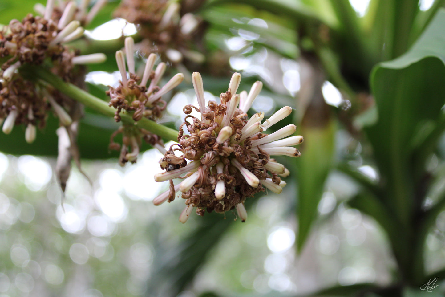Up-Close Fern/Flower
