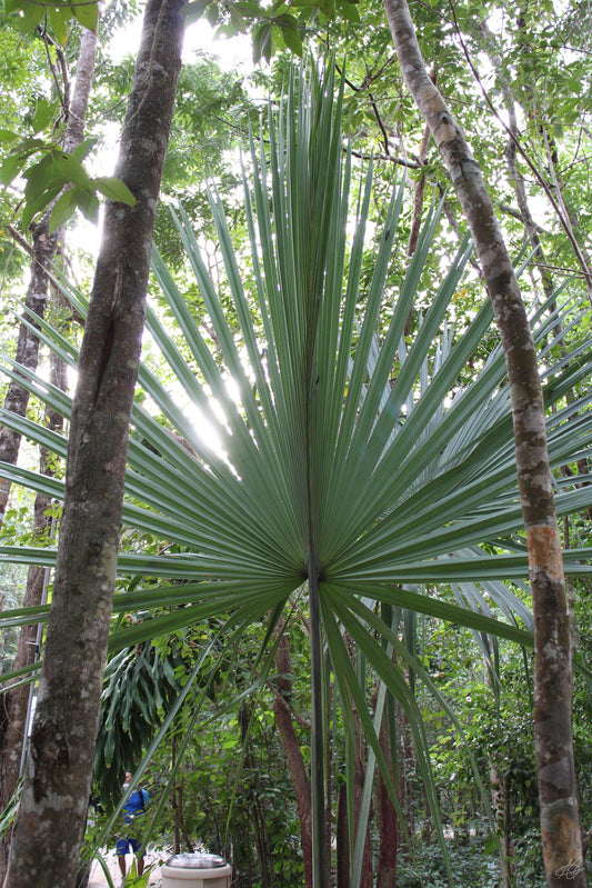 Big Plant in the Cancun Rainforest