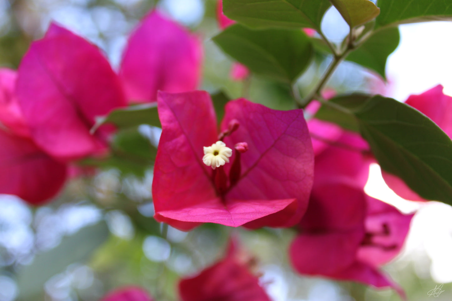 Up-Close Dark Pink Flower