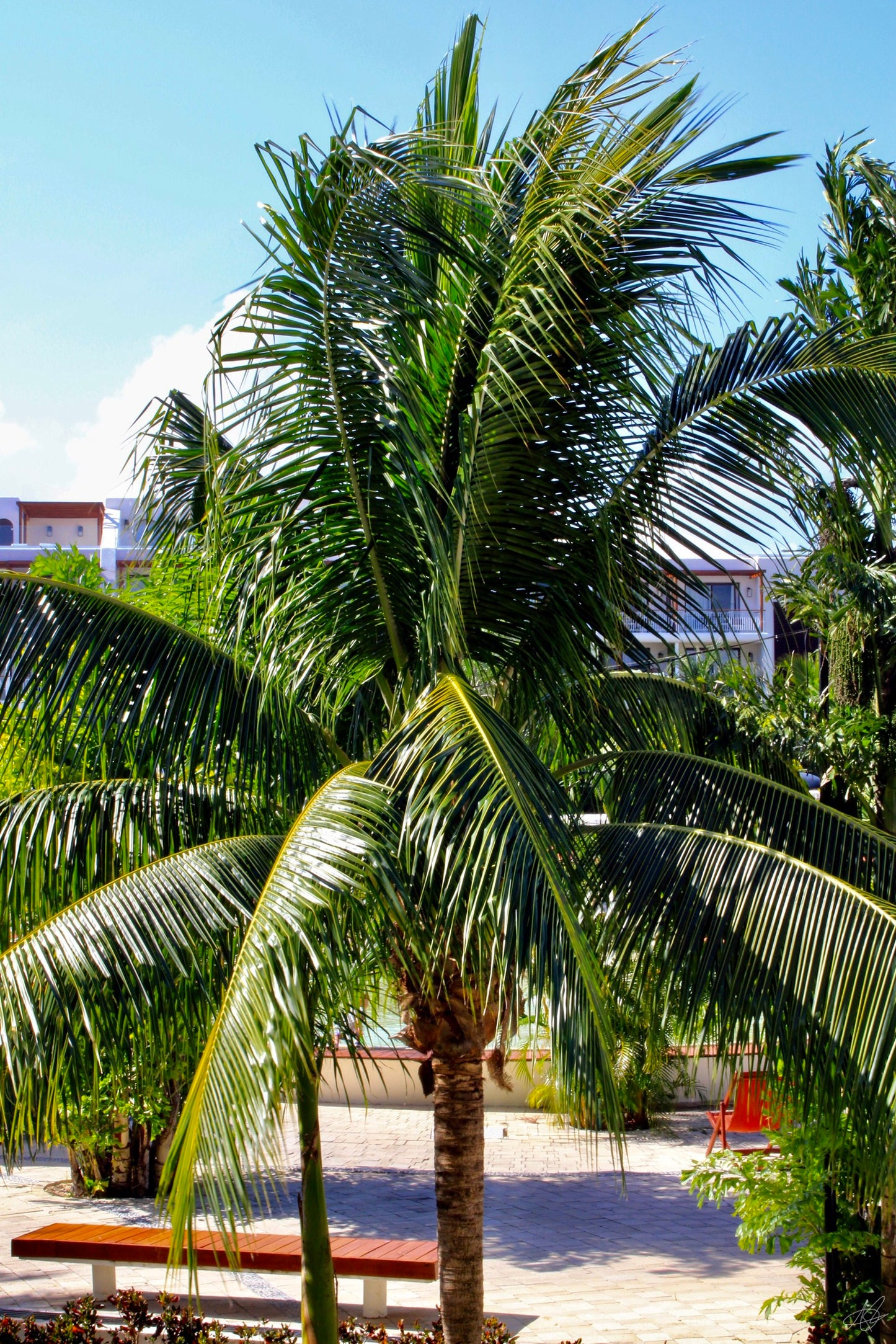 A Palm Tree in the Wind