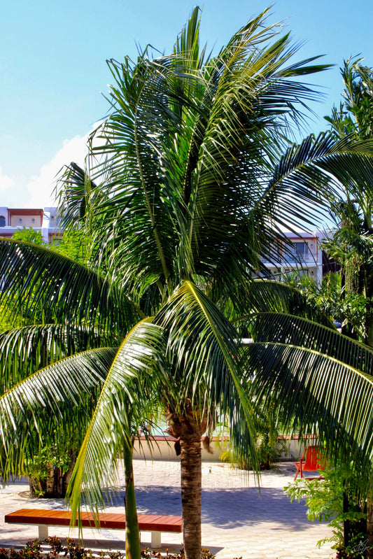 A Palm Tree in the Wind