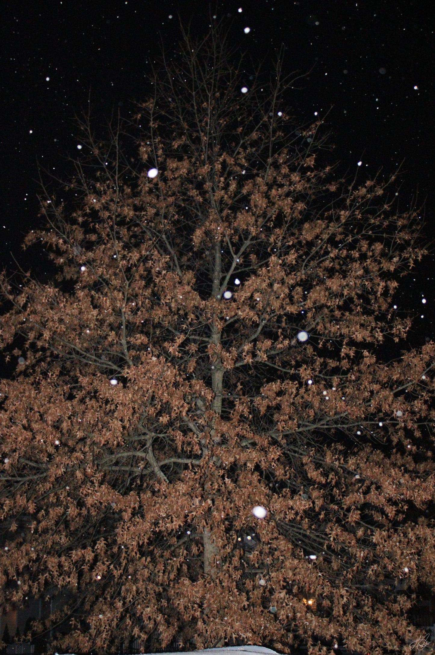 Nighttime Snowfall