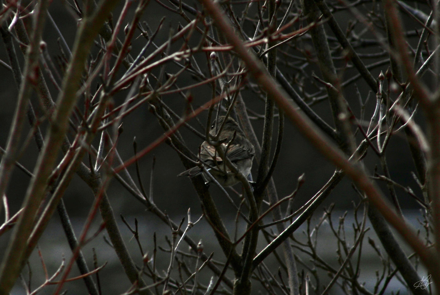 Bird in the Trees in the Dark