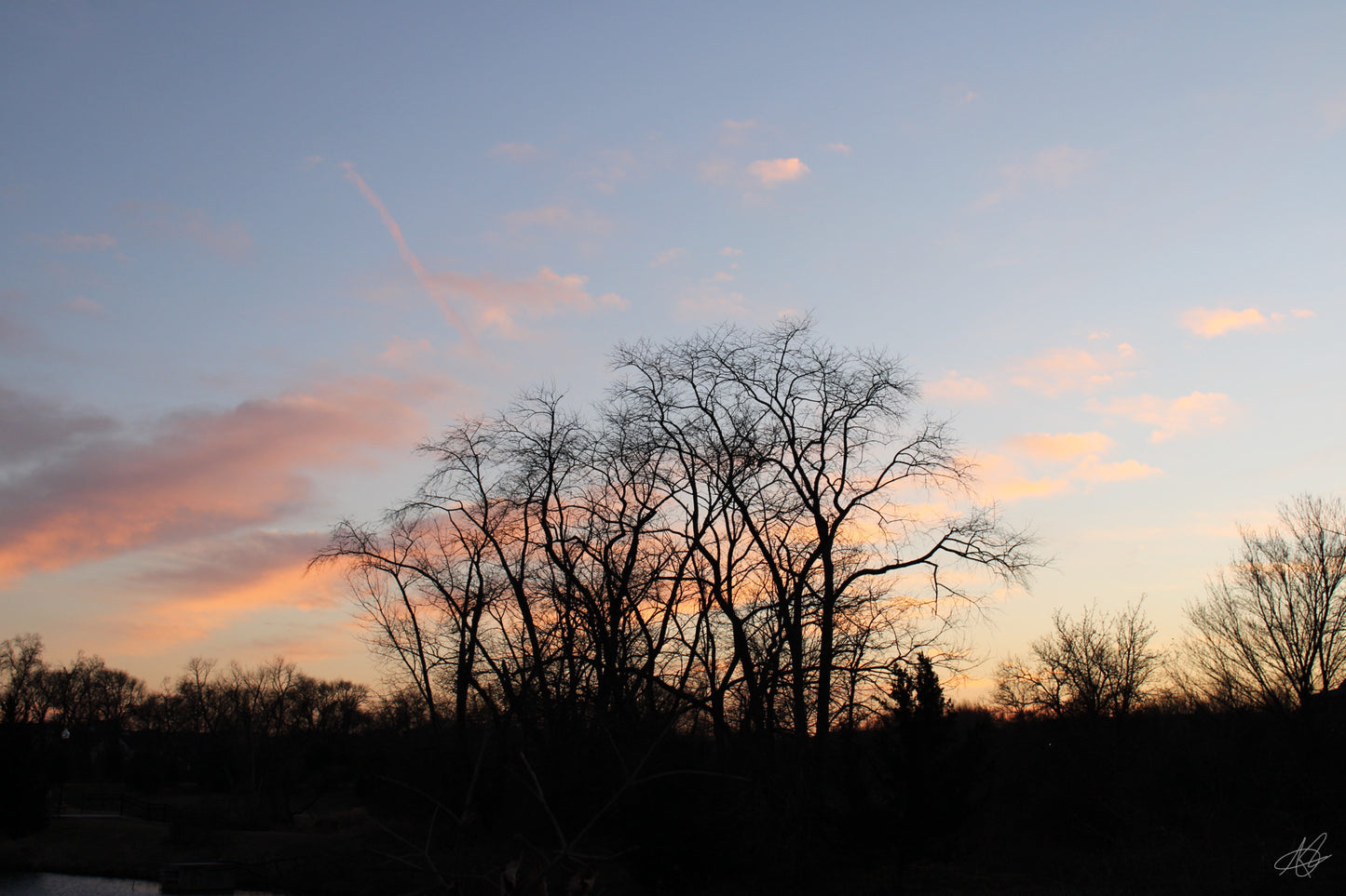 Tree Sunset