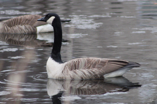 A Goose Relaxing in a Pond