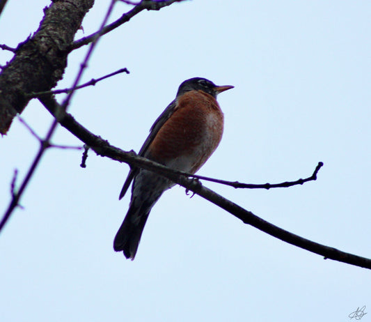 A Bird Perched on a Branch