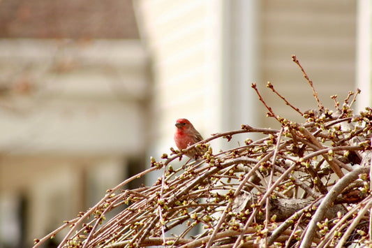 Red Cardinal Perched on a Small Tree