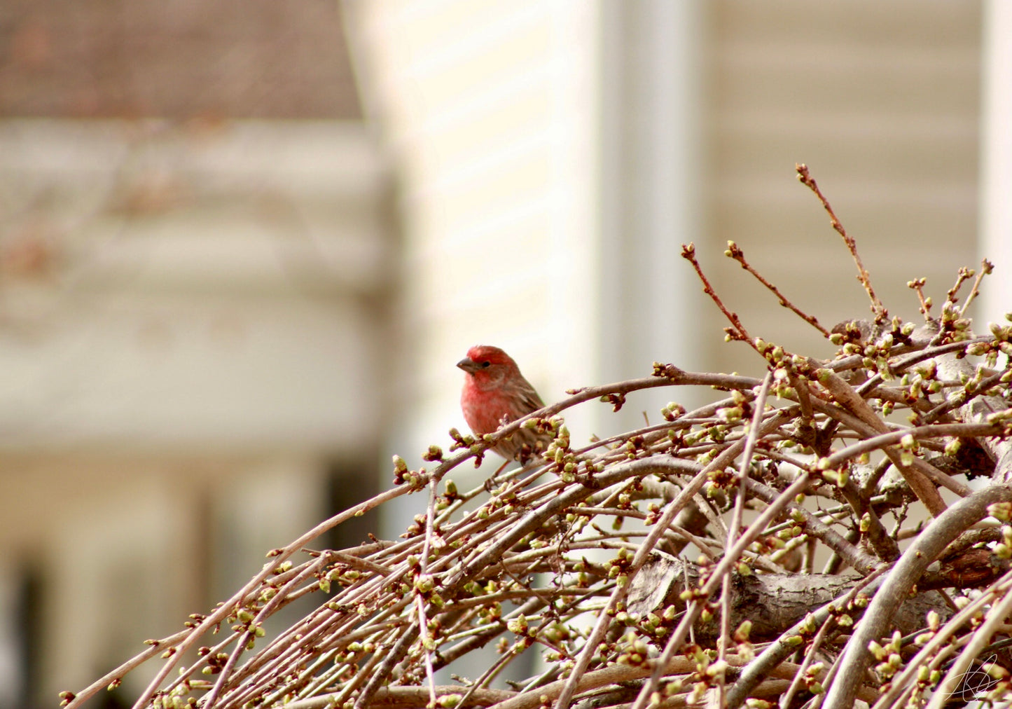Red Cardinal Perched on a Small Tree with its Head Tilted