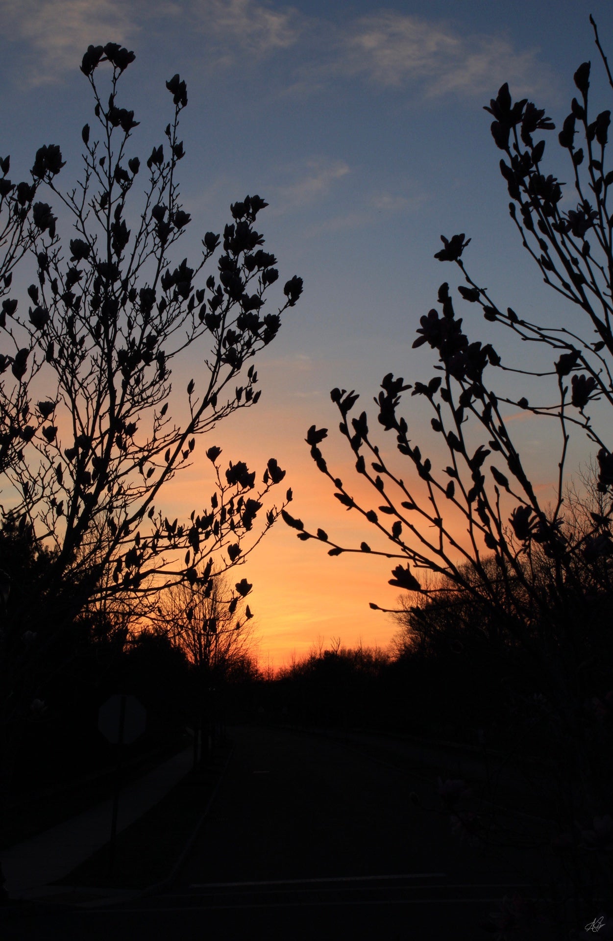 Sunset through the Flowers