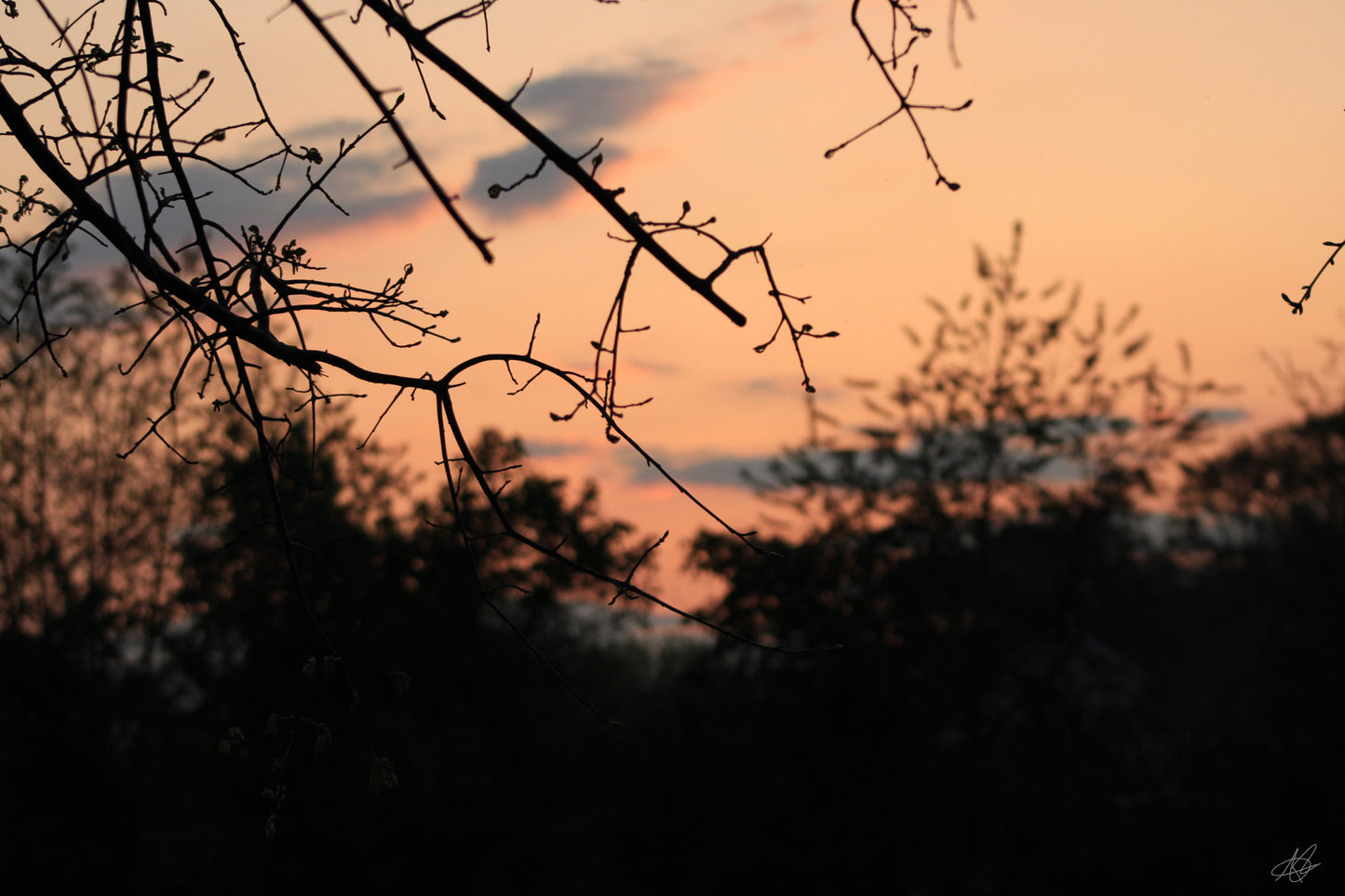 Sunset through the Branches