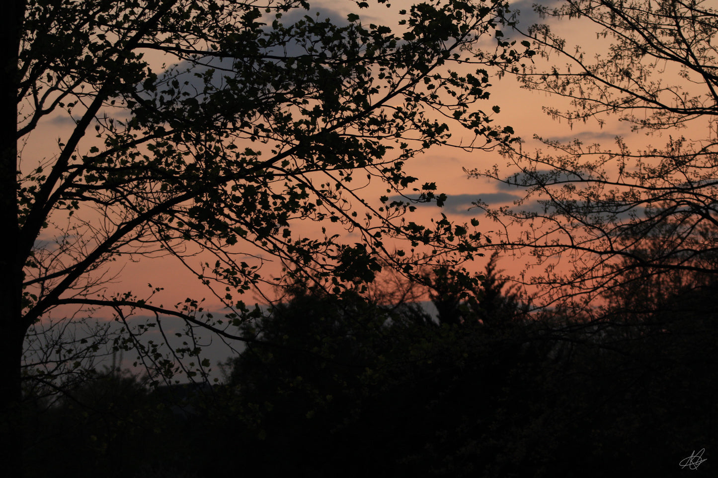 Sunset through the Trees