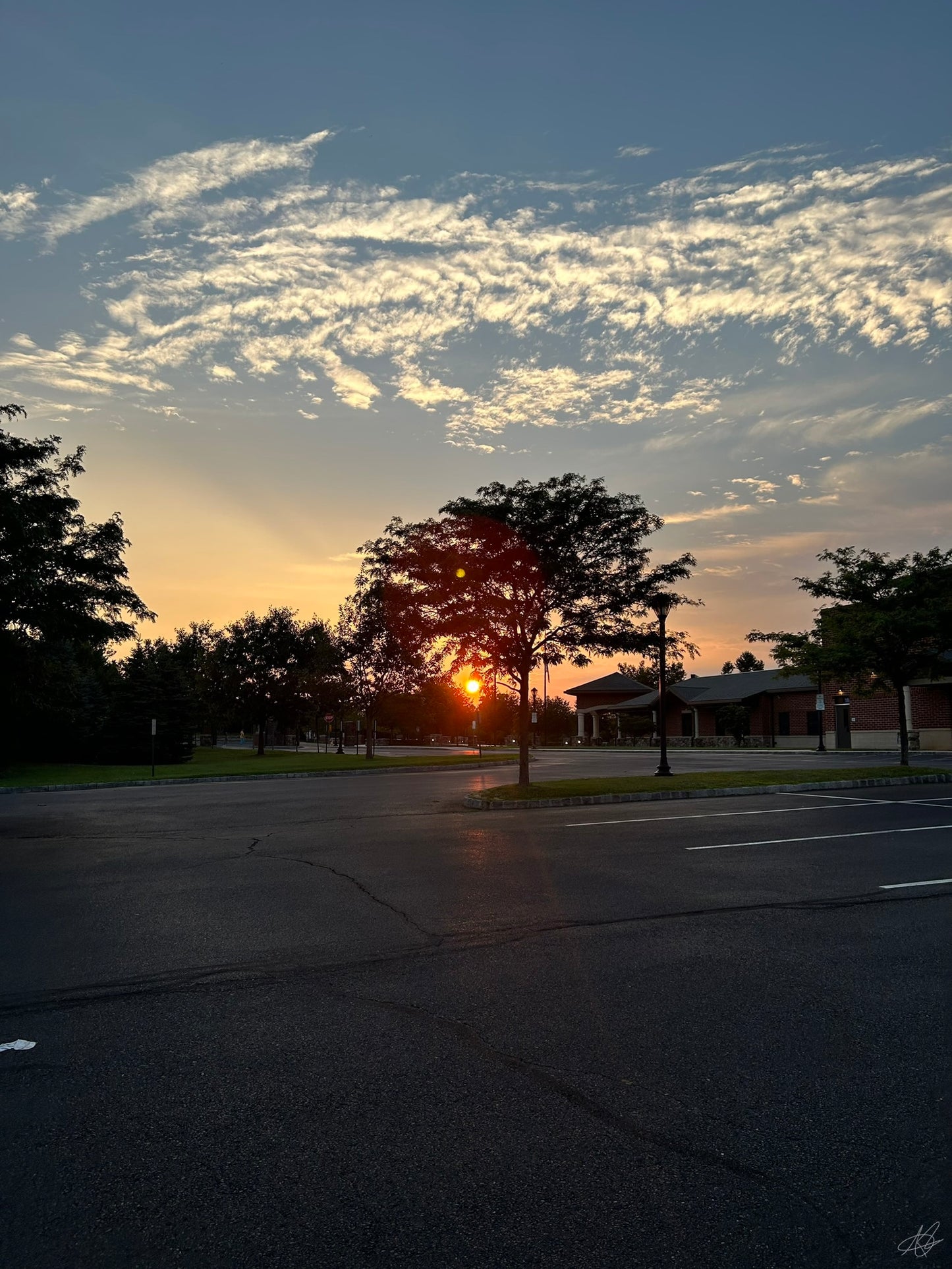 Beautiful Sunset through the Tree