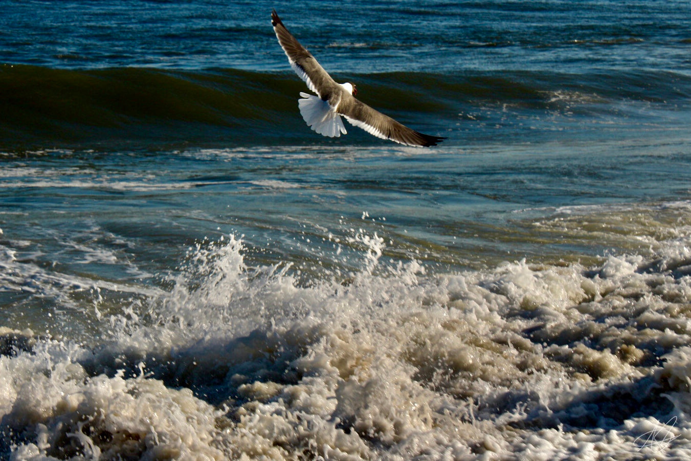 Freeze Framed Ocean Waves with Seagull