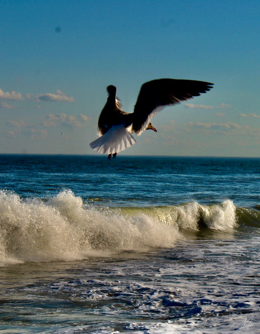Freeze Framed Ocean Waves with Seagull #3