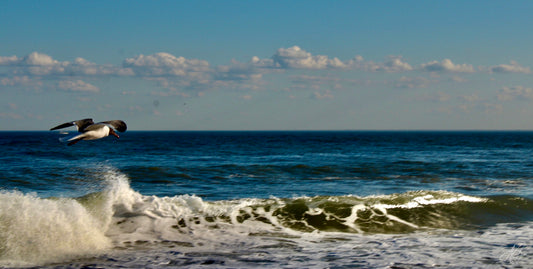 Freeze Framed Ocean Waves with Seagull #2