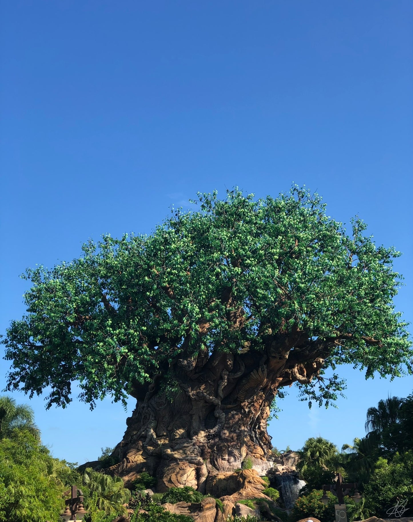Tree of Life at Disney