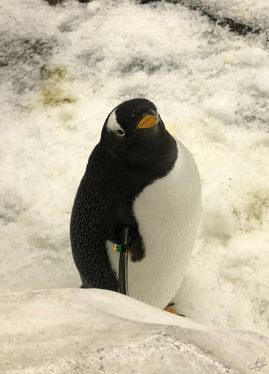 Penguin Starin' at the Camera