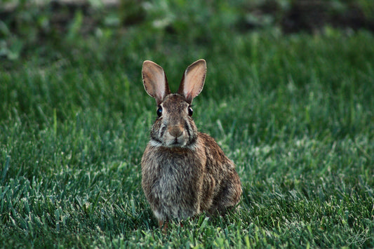 A Bunny Looking Right at the Camera