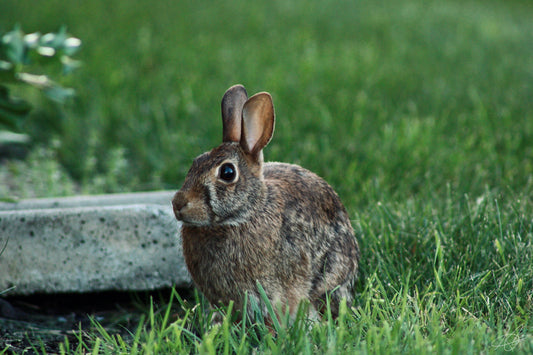 A Bunny Looking to the Side
