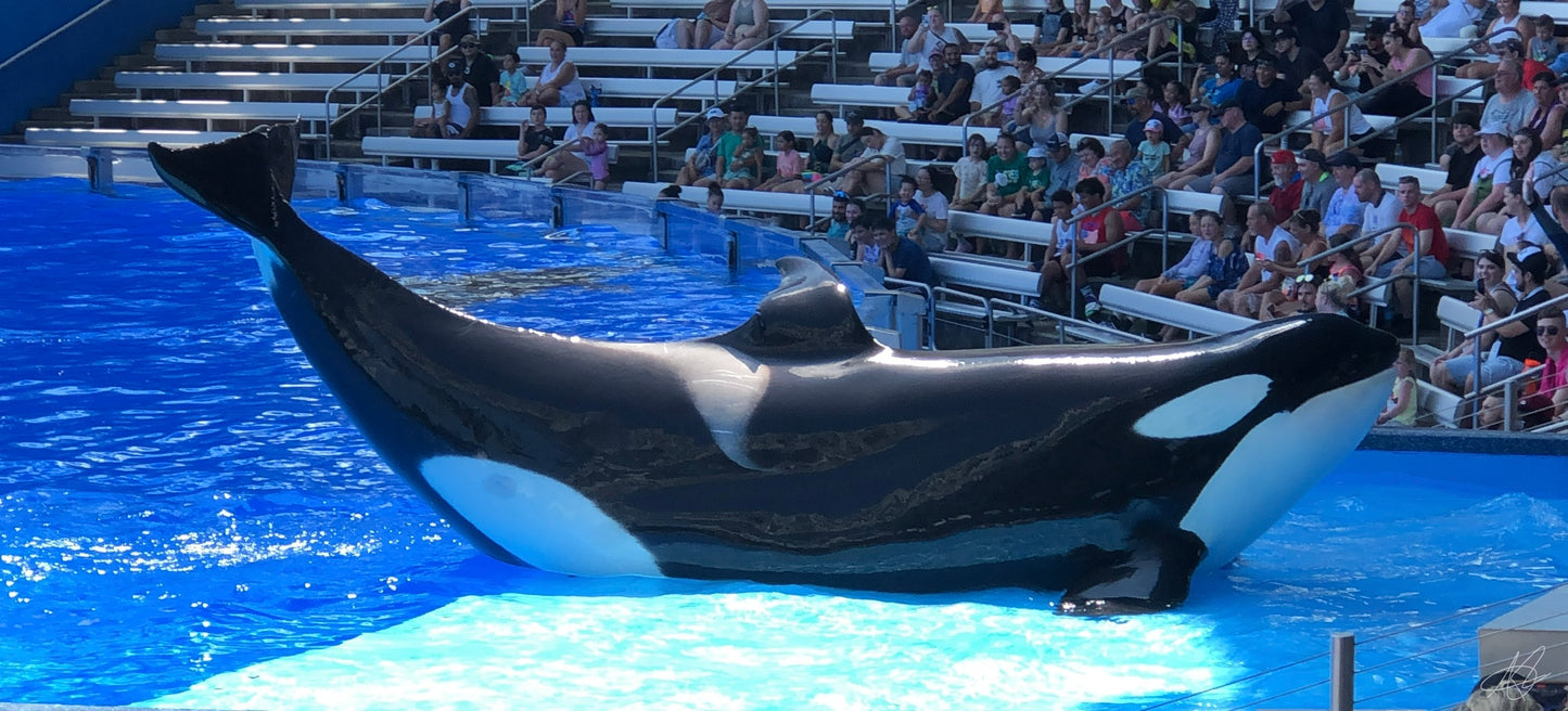 Orca at Seaworld