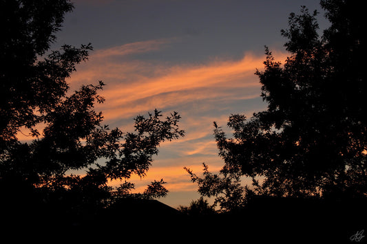 Sunset Over the Trees