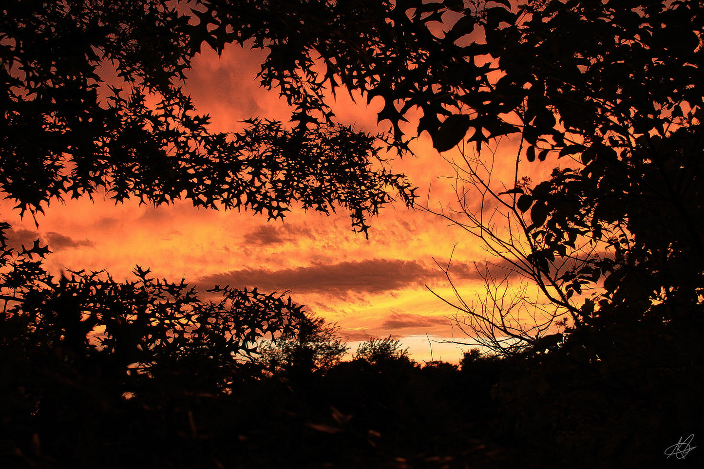 Dark Orange Hazy Sunset through the Trees