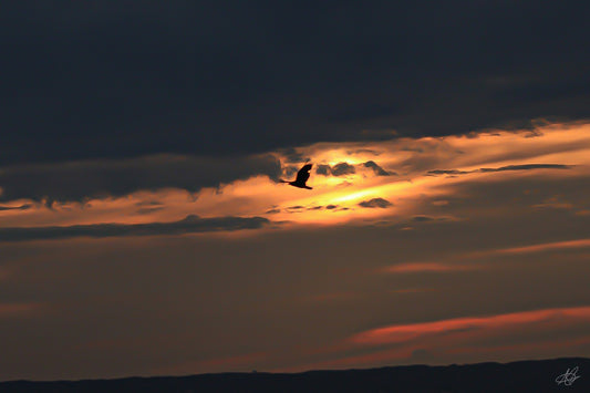 Freeze-Framed Bird through the Sunset