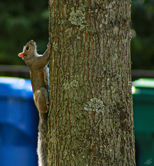 Squirrel Perched Vertically on a Tree