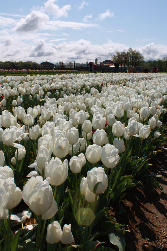 Field of White Flowers