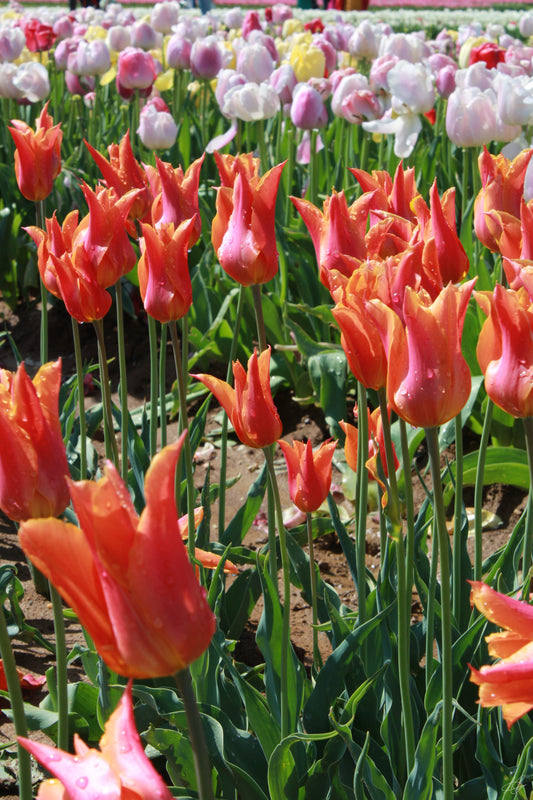 Field of Orange & White Flowers