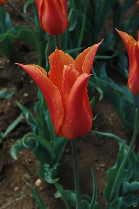 Up-Close Slightly Wet Orange Flower