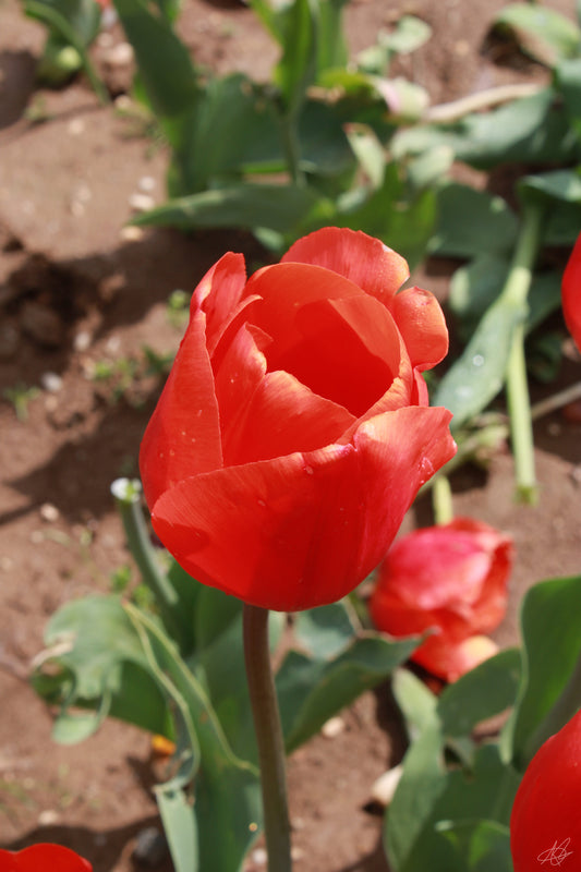 Up-Close Orange Flower