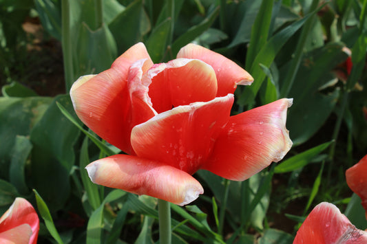 Up-Close Light Reddish Colored Flower