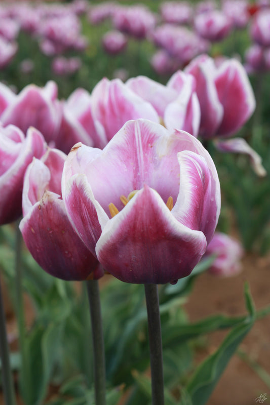 Up-Close Pink and White Colored Flowers