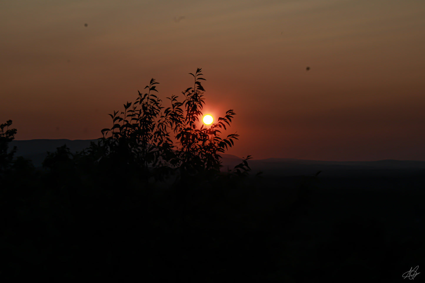Sunset through the Tree