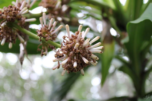 Up-Close Fern/Flower