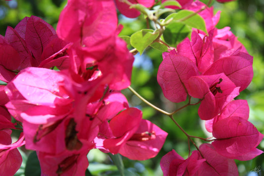 Bunch of Flowers