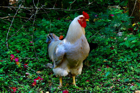 A Good Ol' Rooster