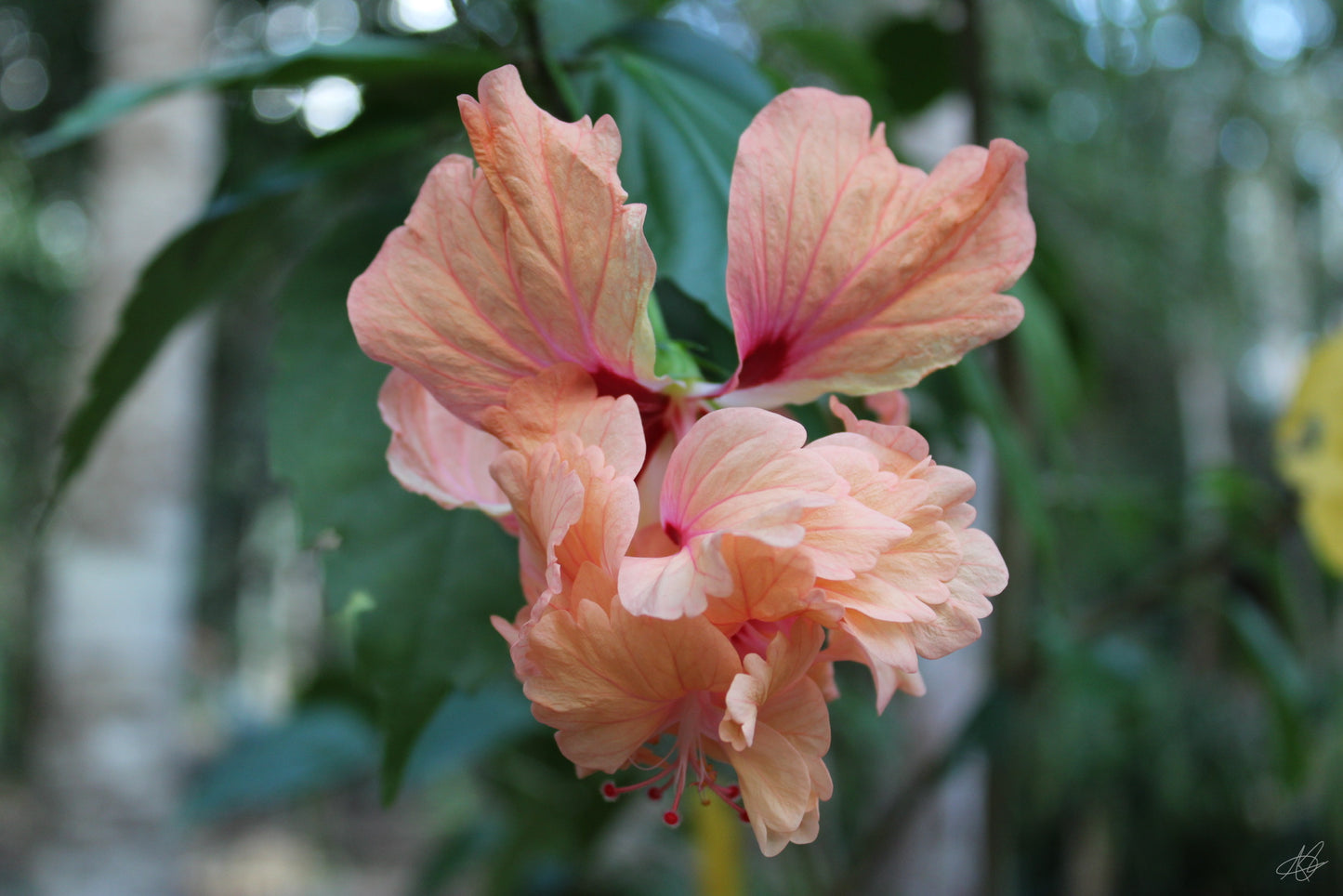 Up-Close Peach Colored Flower