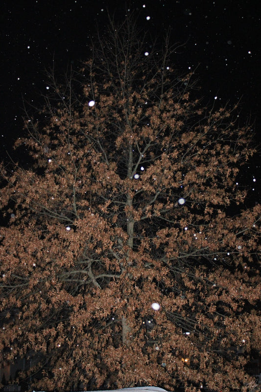 Nighttime Snowfall