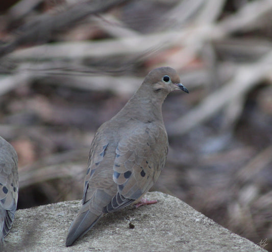 Up-Close of a Pigeon