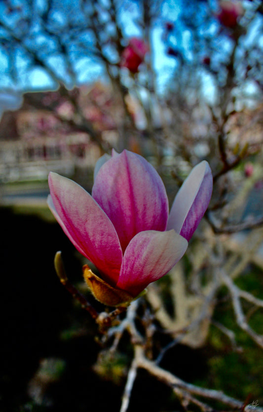 Up-Close Pink Flower