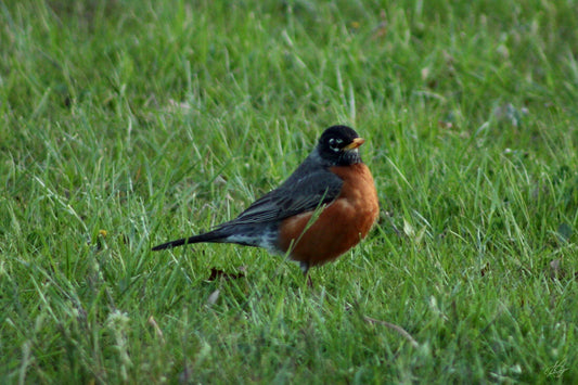 Up-Close Bird