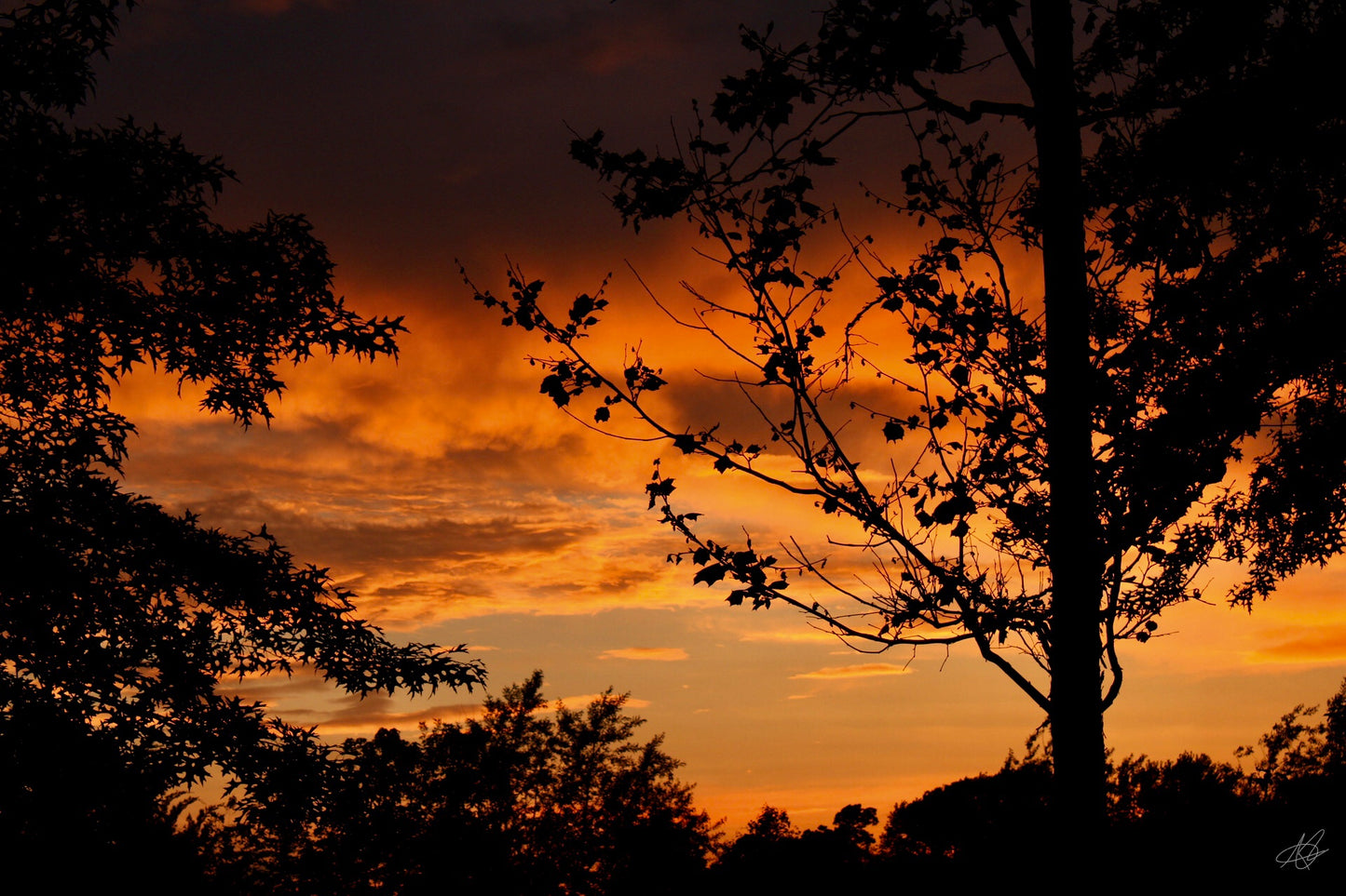 Orange Sunset Between the Trees