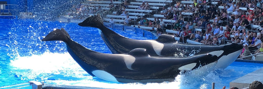 Double Orcas at Seaworld