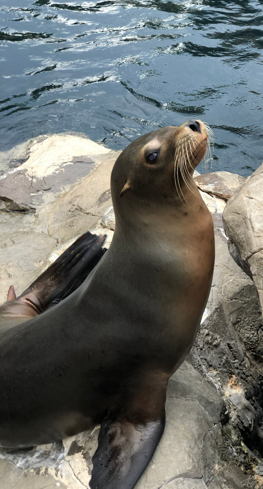 Side-Eyeing Otter